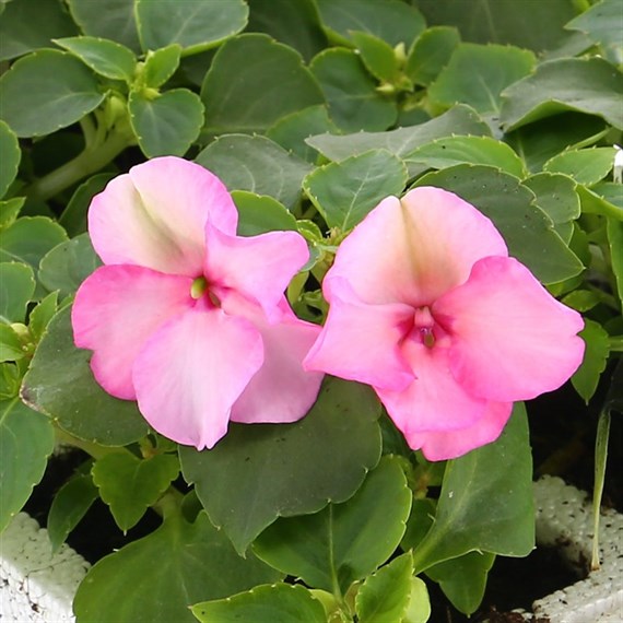 Impatiens F1 Bright Eye 6 Pack Boxed Bedding