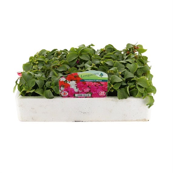 Impatiens F1 Hybrids Mixed 20 Pack Boxed Bedding
