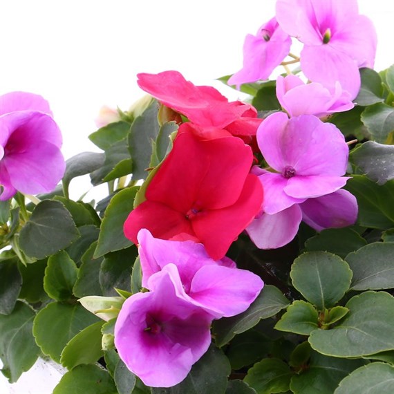 Impatiens F1 Pastel Mixed 6 Pack Boxed Bedding