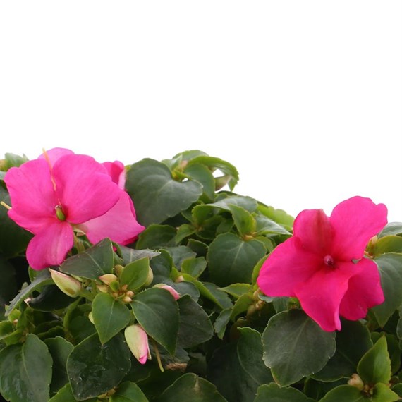 Impatiens F1 Pink 6 Pack Boxed Bedding