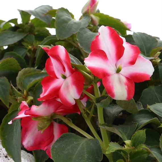 Impatiens F1 Star Mixed 6 Pack Boxed Bedding