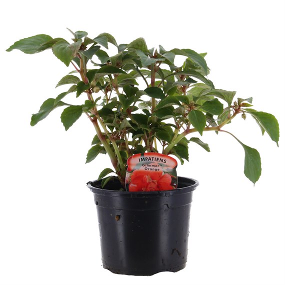 Impatiens Glimmer Orange 13cm Pot Bedding