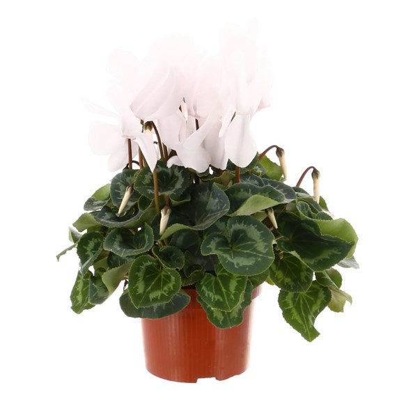 Cyclamen White Indoor Houseplant in 13cm Pot 