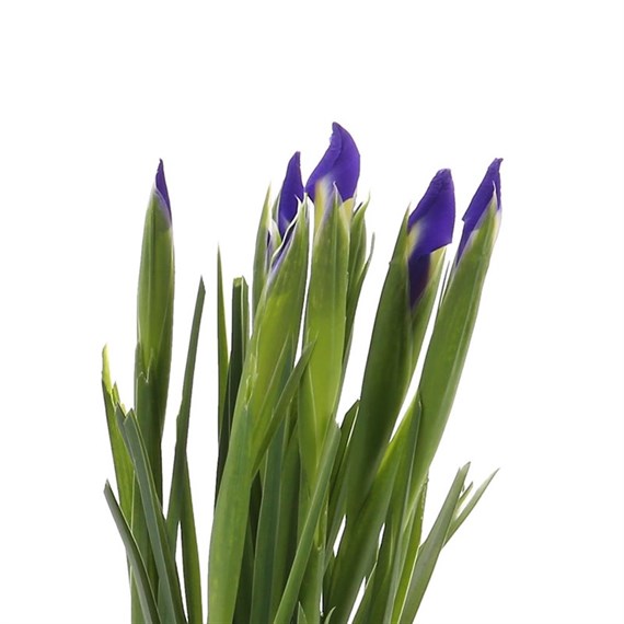 Iris (x 10 Individual Stems) - Blue