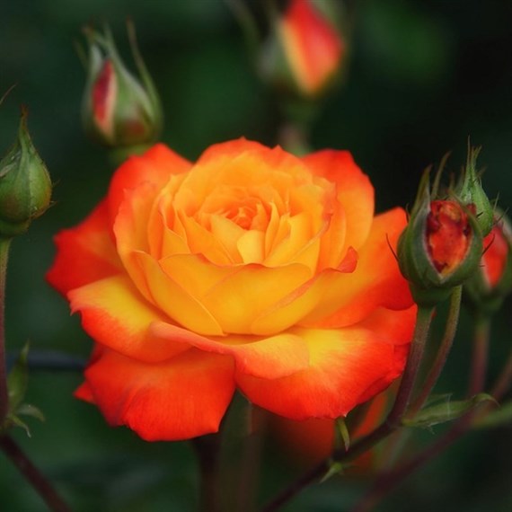 Irish Eyes Floribunda Rose - 4L