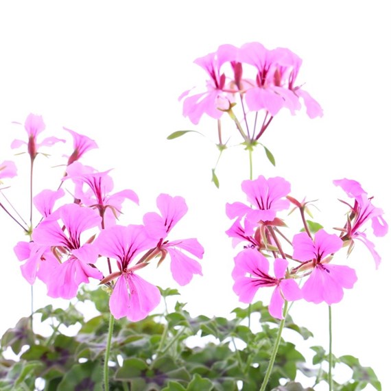 Geranium Ivy Leaf Pink 6 Pack Boxed Bedding