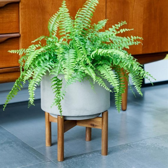 Ivy Line Vigo Concrete Grey Planter with Stand - 19cm (VCGP19)