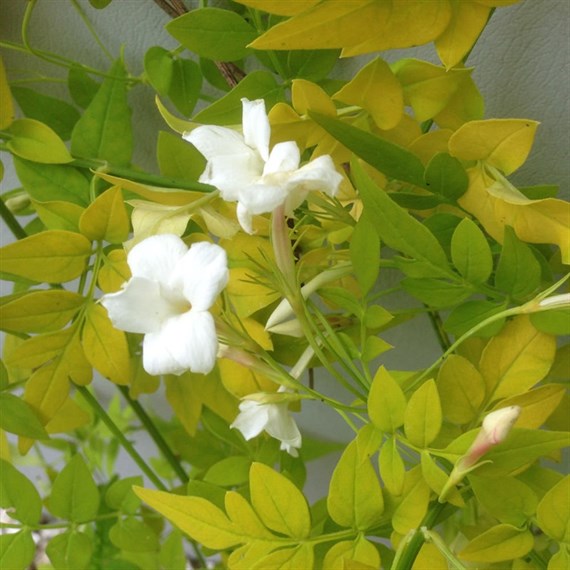 Jasminum officinale  Sunbeam Climber 3L Pot