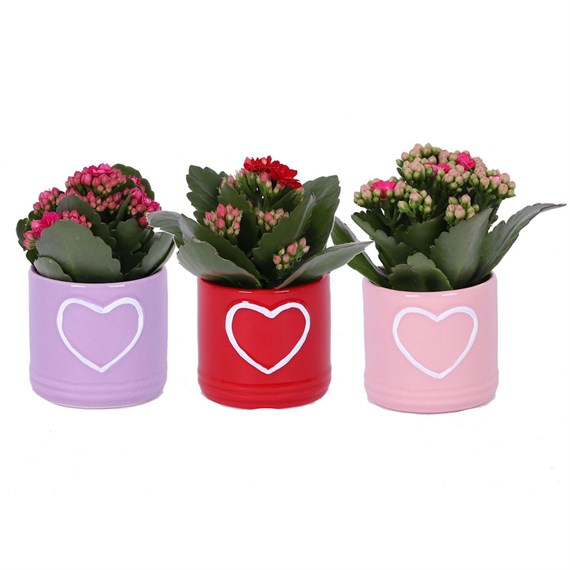 Kalanchoe in Heart Design Ceramic 6cm Pot