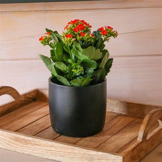 Kalanchoe Orange Houseplant