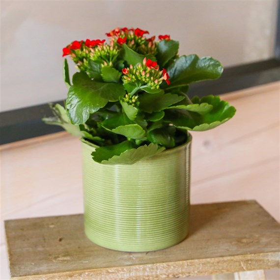 Kalanchoe Red Houseplant