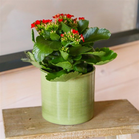 Kalanchoe Red Houseplant