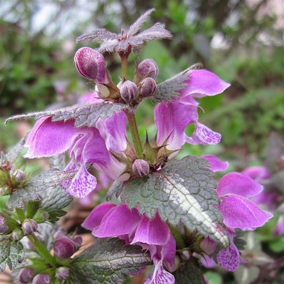 Lamium Mac Red Nancy Perennial Plant 9cm Pot - Set of 3