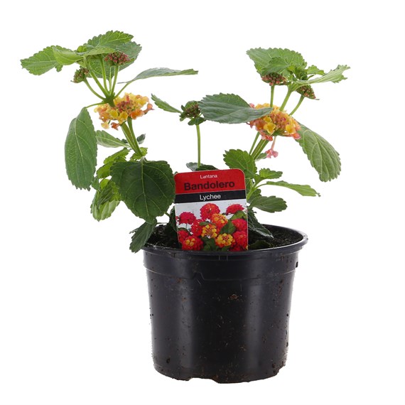 Lantana Bandolero Lychee 13cm Pot Bedding