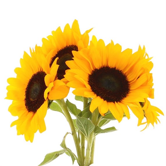 Sunflowers Long Stem x 5 Individual Stems
