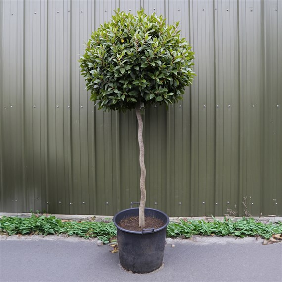 Laurus Nobilis Standard - Bay Tree 90L Pot