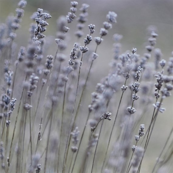 Lavandula Platinum Blonde Perennial Plant 9cm Pot - Set of 3
