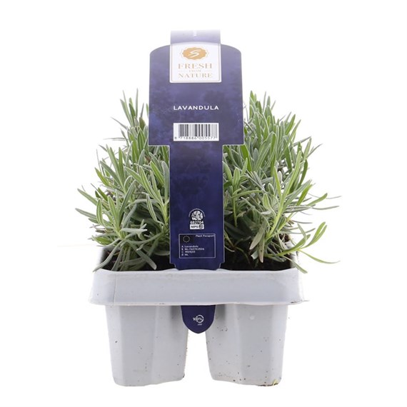 Lavender Angustifolia Carry Pack - 6 x 9cm