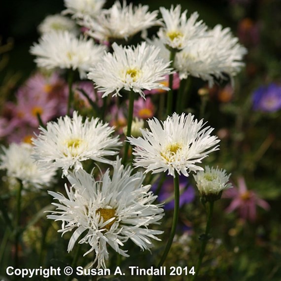 Leucanthemum Aglaia Perennial Plant 2L Pot - Set of 3