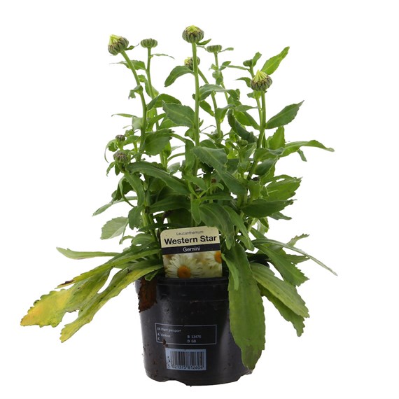 Leucanthemum Western Star Gemini 13cm Pot Bedding