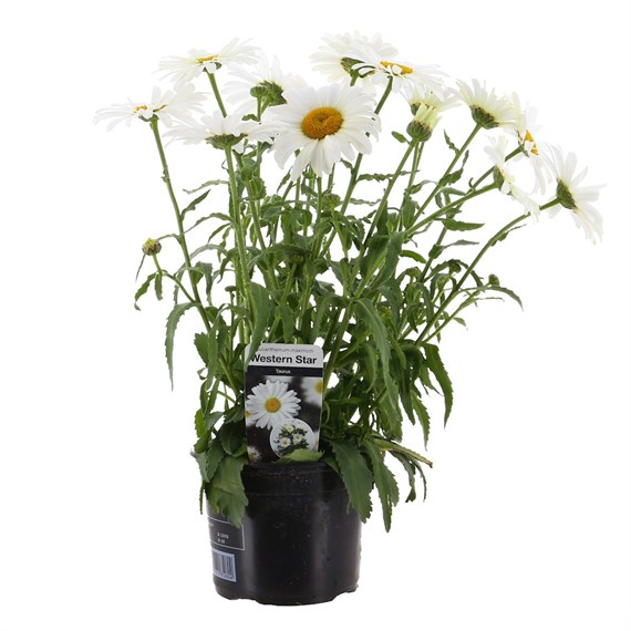 Leucanthemum Western Star Taurus 13cm Pot Bedding