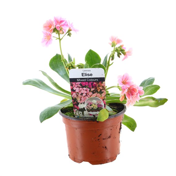 Lewisia Elise 10.5cm Pot Bedding