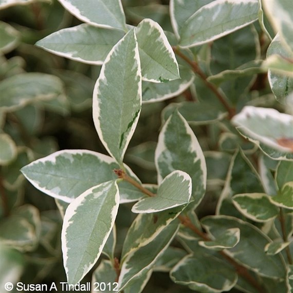 Ligustrum 'Argenteum' - 7.5L Pot