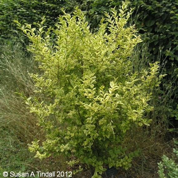 Ligustrum 'Aureum' - 7.5L Pot