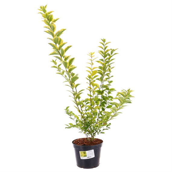 Ligustrum Ovalifolium - 7.5L Pot