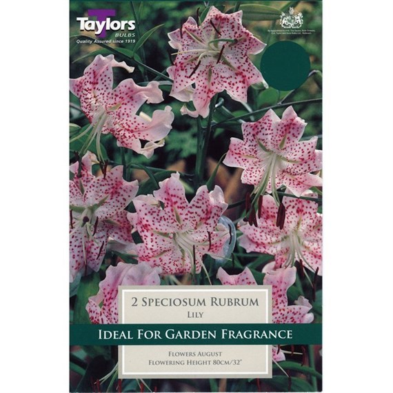 Taylors Bulbs Lily Speciosum Rubrum (2 Pack) (TS559)