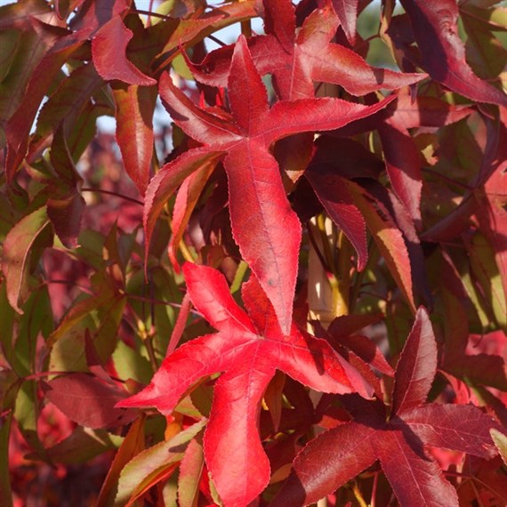 Liquidambar 'Slender Silhouette' Tree