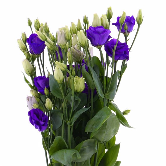 Lisianthus (x 3 Individual Stems) - Blue