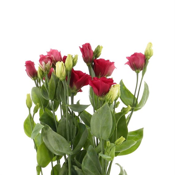 Lisianthus (x 3 Individual Stems) - Deep Cerise