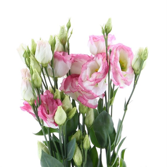 Lisianthus (x 3 stems) - Pink and White