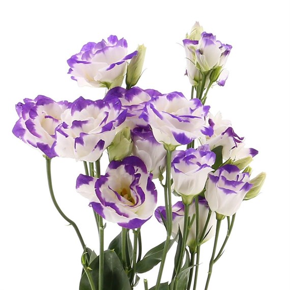 Lisianthus (x 3 stems) - Purple and White