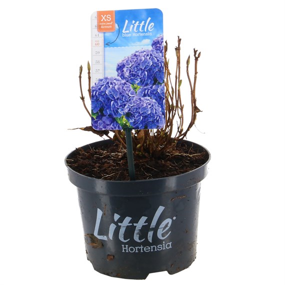 Little Blue Hortensia - Hydrangea - 3L Pot
