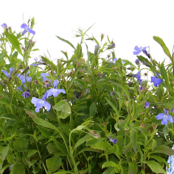 Lobelia Blue Cascade (Trailing) 12 Pack Boxed Bedding