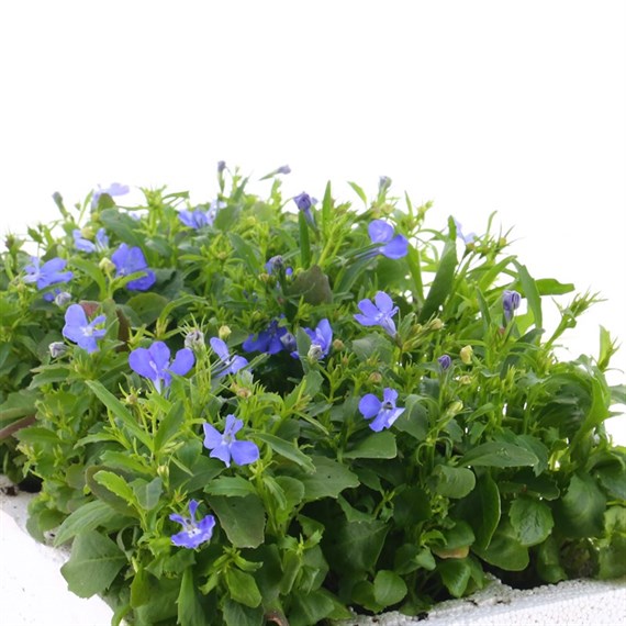 Lobelia Cambridge Blue (Bush) 12 Pack Boxed Bedding