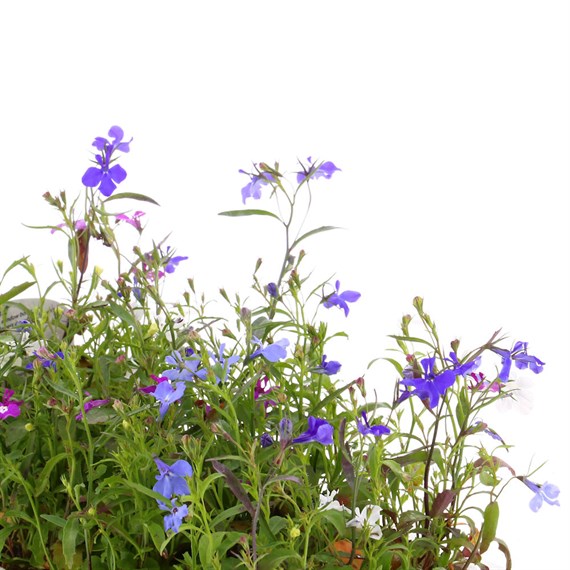 Lobelia Cascade Mixed (Trailing) 12 Pack Boxed Bedding