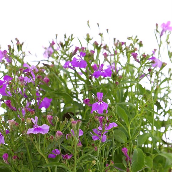 Lobelia Lilac Fountain (Trailing) 12 Pack Boxed Bedding