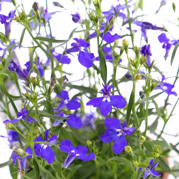 Lobelia Mrs Clibran (Bush) 12 Pack Boxed Bedding 