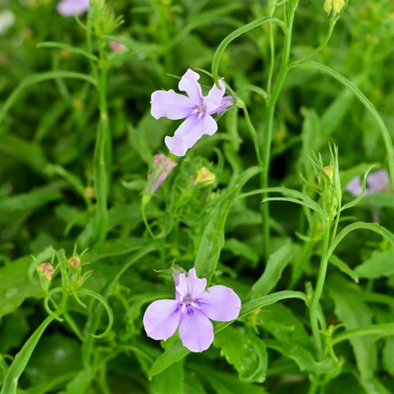 Lobelia Riviera Lilac (Bush) 12 Pack Boxed Bedding