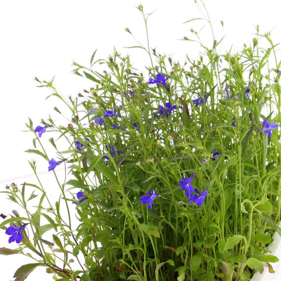 Lobelia Sapphire (Trailing) 12 Pack Boxed Bedding 