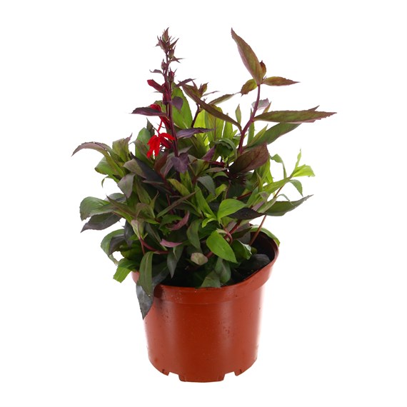Lobelia Starship Scarlet 3L Pot Bedding