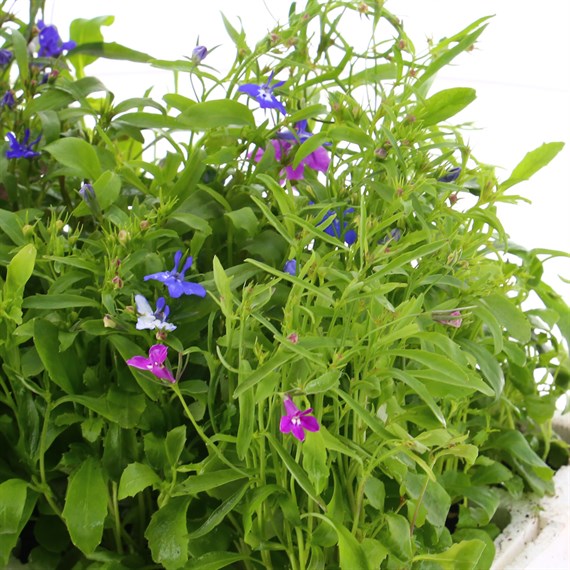 Lobelia String Of Pearls (Bush) 12 Pack Boxed Bedding
