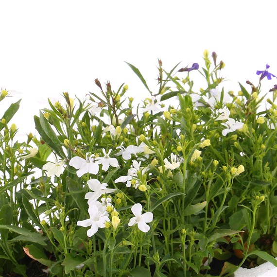 Lobelia White Fountain (Trailing) 12 Pack Boxed Bedding