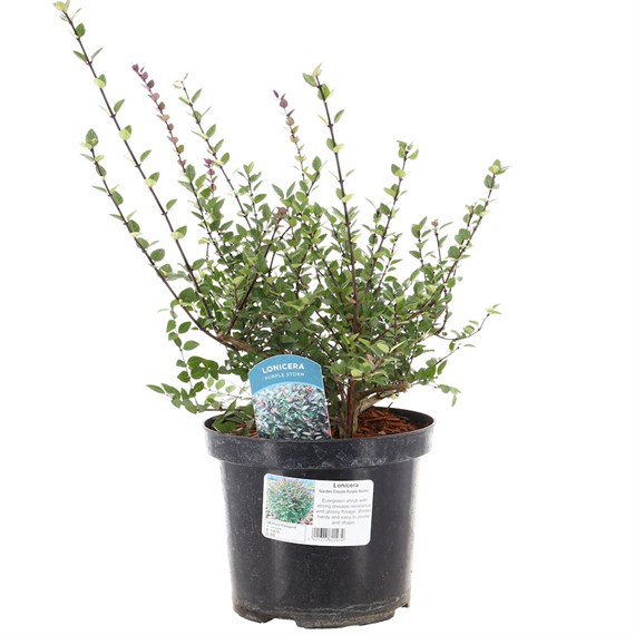Lonicera Nitida 'Garden Clouds Purple Storm' - 4L Pot
