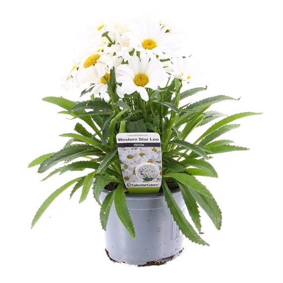Leucanthemum Western Star Leo 13cm Pot Bedding
