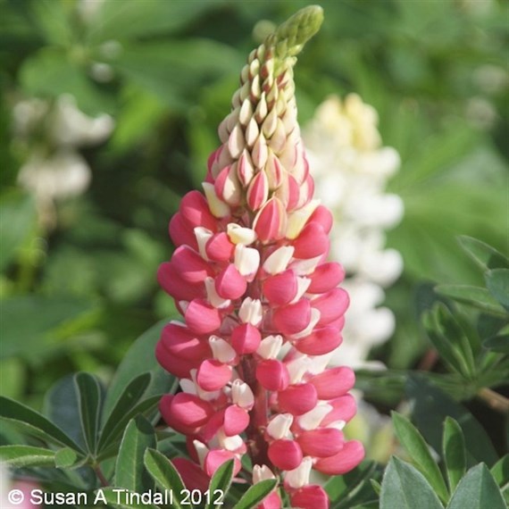 Lupinus La Chatelaine Perennial Plant 2L Pot - Set of 3