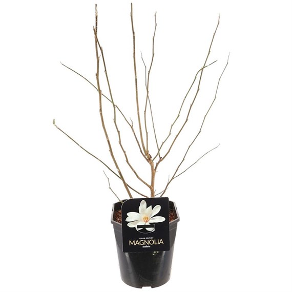 Magnolia stellata Shrub - 18cm Pot